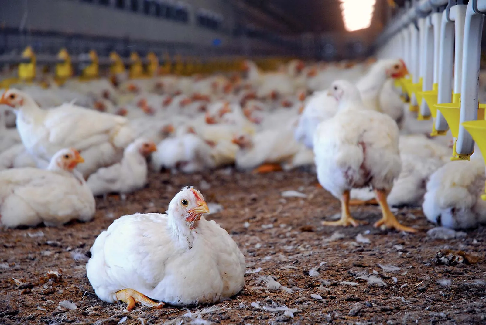 Poultry Farm Loan 2026